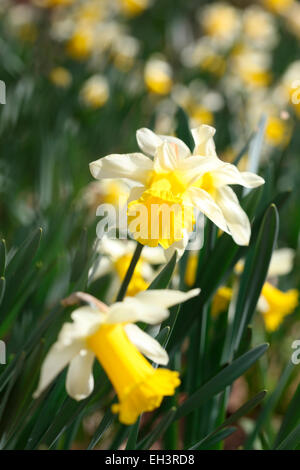 Eine glorreiche Narzissen Feld Jane Ann Butler Fotografie JABP763 Stockfoto