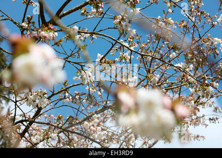 Ein Geschmack von Frühling, schöne Clustern der große weiße Kirsche, Tai Haku Blüte Jane Ann Butler Fotografie JABP760 Stockfoto