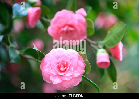 Charmante perfekt rosa Kamelien Jane Ann Butler Fotografie JABP758 Stockfoto