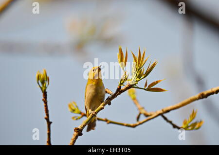 Orientalische weißen Auge, tropischer Vogel, gelber Vogel, weißes Auge, kleiner Vogel, passerine Vogel, Frühling, Frühling Stockfoto