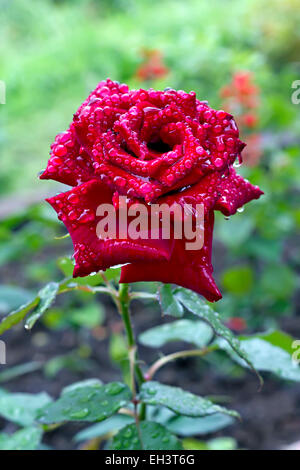 eine blühende rote rose Knospe mit Regentropfen im Hintergrund Stockfoto