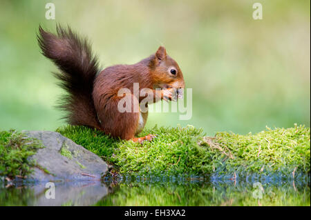 Ein Rotes Eichhörnchen (Sciurus Vulgaris) ernährt sich von Nüssen in einem Wald in North Yorkshire Dales. Stockfoto