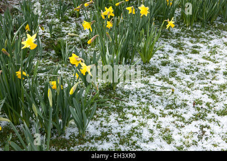 Ungewöhnliche Wetter für März in Cornwall, deckt ein Herbst Schnee Rasen eine robuste gelbe Daffodills Stockfoto