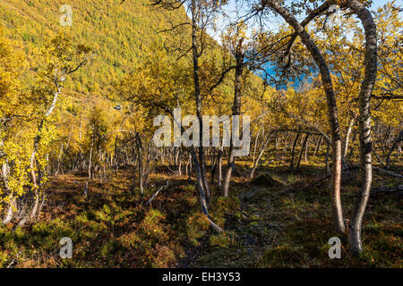 Weg durch Birken im Herbst, Ljøsdalen, Flåm, Norwegen Stockfoto