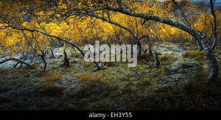 Weg durch Birkenwald im Herbst, Ljøsdalen, Flåm, Norwegen Stockfoto