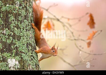 Frankreich, Maine et Loire, Eichhörnchen (Sciurus Vulgaris) Stockfoto