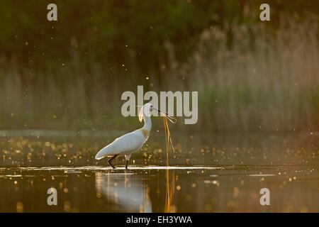 Frankreich, Somme, eurasische Löffler (Platalea Leucorodia), Nestbau Stockfoto