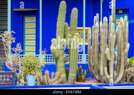 Marokko, hoher Atlas, Marrakesch, Kaiserstadt, Majorelle Garten im Jahre 1931 von dem französischen Maler Jacques Majorelle im Jahr 1980 gegründet und kaufte von Yves Saint Laurent und Pierre Berge Stockfoto