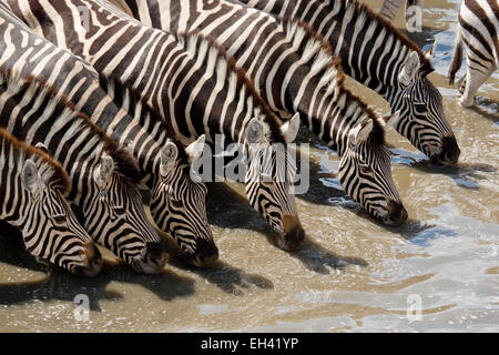 Ebenen Zebra (Equus Quagga) trinken Stockfoto