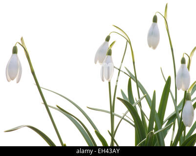 Schneeglöckchen auf dem weißen Hintergrund, geringe Schärfentiefe Stockfoto