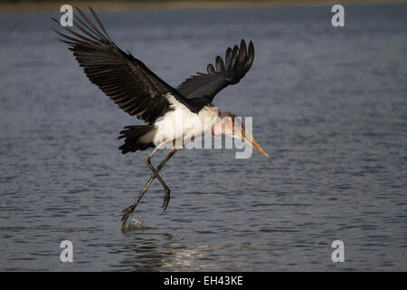 Marabou Storch (Leptoptilos Crumeniferus) Stockfoto