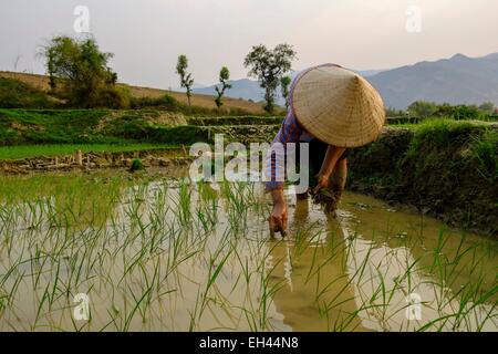 Vietnam, Son La Provinz, Phu Yen, Transplantation von jungen Reis Stockfoto