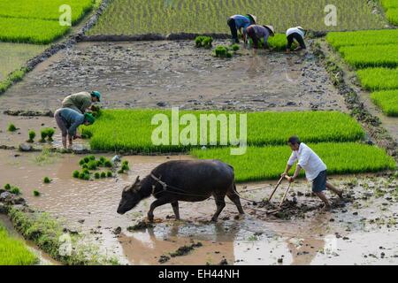 Vietnam, Son La Provinz Phu Yen, junge Reis und Pflügen, weißen Thai ethnischen Gruppe oder Tai Krao Umpflanzen Stockfoto