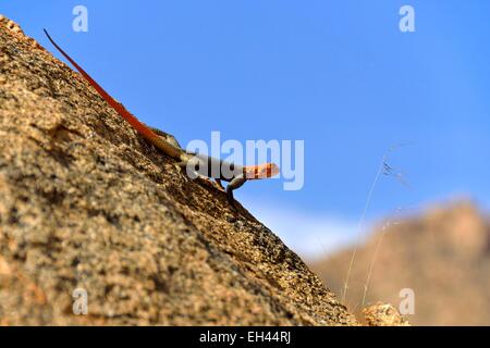 Namibia, Erongo Region, Damaraland, Brandberg, Namibia Rock Agama (Agama Planiceps) Stockfoto