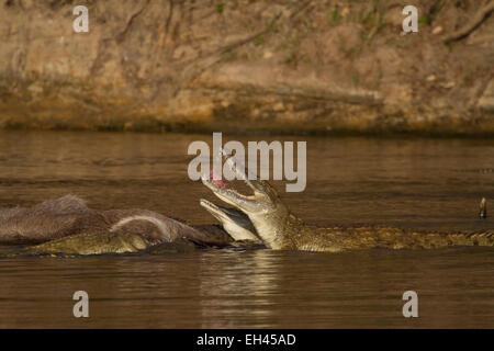 Nil-Krokodil (Crocodylus Niloticus) Essen eine gemeinsame Wasserbock Stockfoto