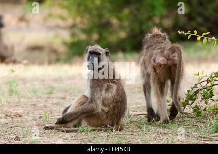 Botswana, Chobe National Park, Chacma Paviane (Papio Ursinus) Stockfoto
