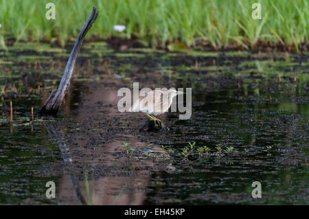 Botswana Okavango-Delta, aufgeführt als Weltkulturerbe der UNESCO, Khwai Konzessionsgebiet, wie Reiher (Ardeaala Ralloides) Stockfoto