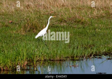 Botswana Okavango-Delta, Weltkulturerbe von UNESCO, Khwai Konzessionsgebiet, Silberreiher (Ardea Alba) Stockfoto