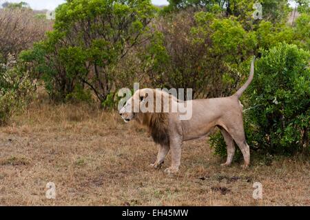 Kenia, Masai Mara, Löwe (Panthera Leo) Territorium markieren Stockfoto