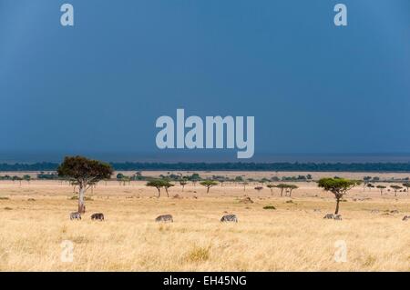 Kenia, Masai Mara, A Gewitter nähert sich in der Masai Mara-Ebenen Stockfoto