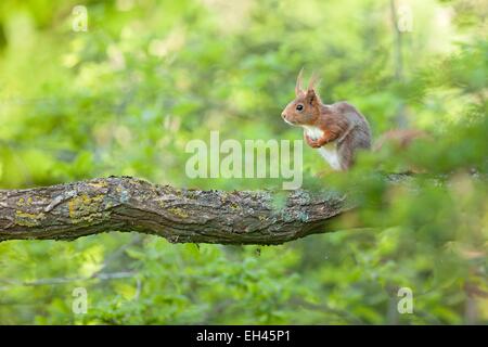 Frankreich, Maine et Loire, Eichhörnchen (Sciurus Vulgaris) Stockfoto