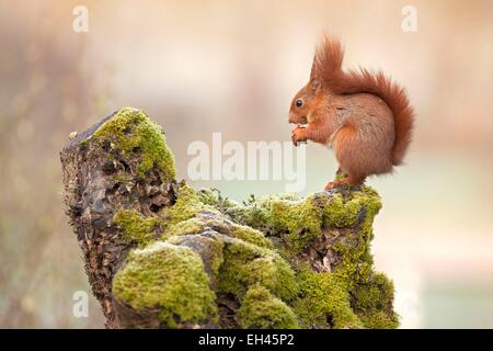 Frankreich, Maine et Loire, Eichhörnchen (Sciurus Vulgaris) Stockfoto