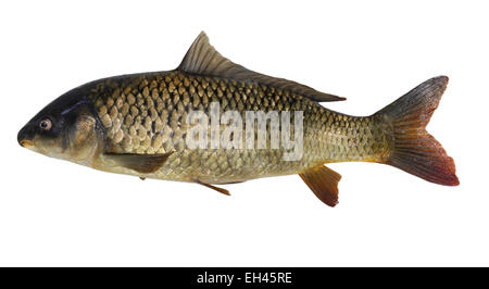 Karpfen - Cyprinus carpio Stockfoto