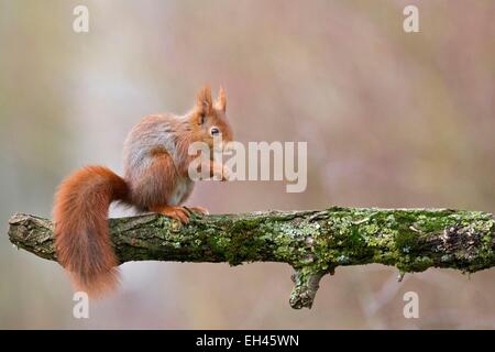 Frankreich, Maine et Loire, Eichhörnchen (Sciurus Vulgaris) Stockfoto