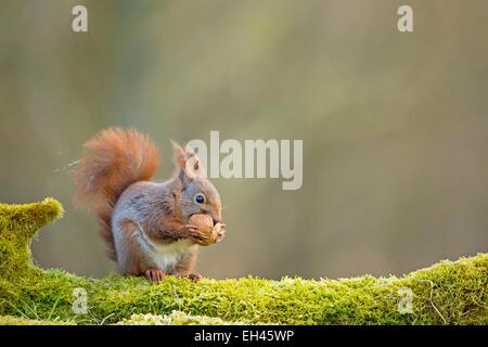 Frankreich, Maine et Loire, Eichhörnchen (Sciurus Vulgaris) Stockfoto