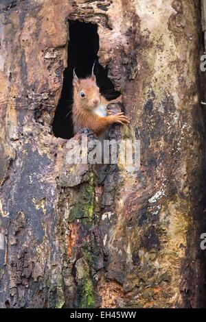 Frankreich, Maine et Loire, Eichhörnchen (Sciurus Vulgaris) Stockfoto