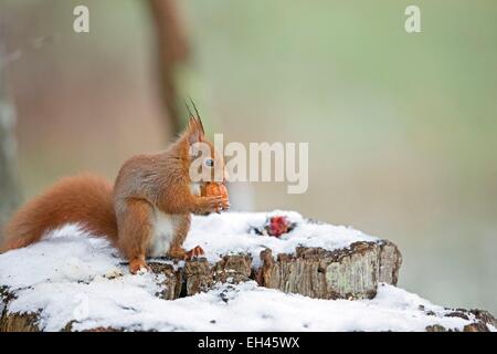 Frankreich, Maine et Loire, Eichhörnchen (Sciurus Vulgaris) Stockfoto