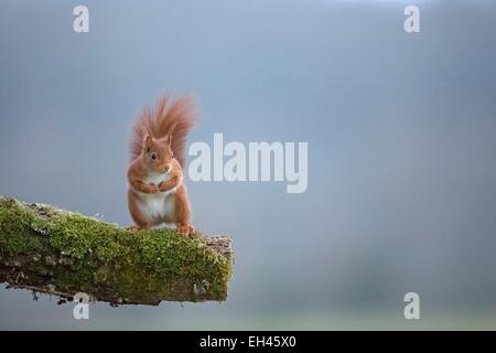 Frankreich, Maine et Loire, Eichhörnchen (Sciurus Vulgaris) Stockfoto