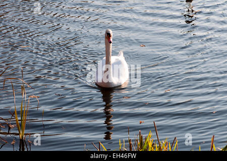 Bild mit hoher Auflösung. Der Schwan schwimmt auf dem See. Weißer Schwan. Stockfoto