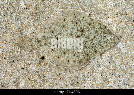 Scholle - Pleuronectes platessa Stockfoto