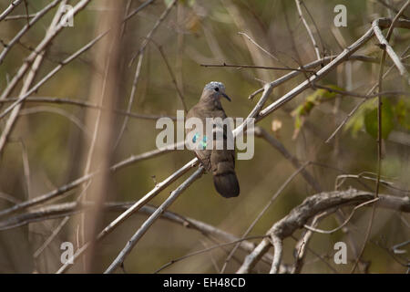 Smaragd-spotted Holz Taube (Turtur Chalcospilos) Stockfoto