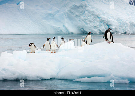Antarktis, Paradise Bay, Gentoo Penguins Pygoscelis Papua auf Eisberg Stockfoto