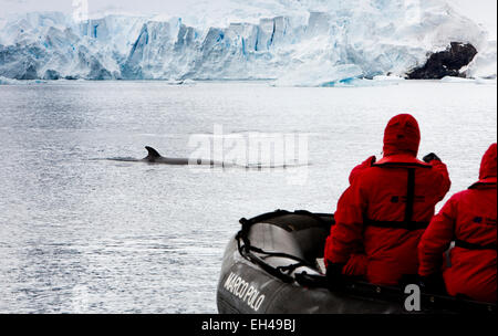 Antarktis, Paradise Bay, Zwergwal auftauchen in der Nähe von Expedition Schlauchboot Stockfoto