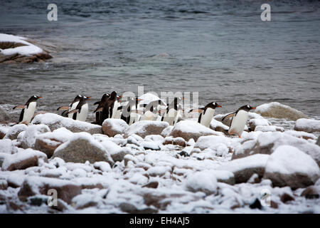 Antarktis, Neko Harbour, kleine Gruppe von Gentoo Pinguine zwischen Felsen mit frisch gefallenem Schnee bedeckt Stockfoto