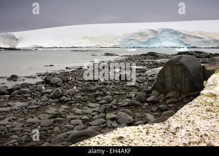 Antarktis, Goudier-Insel, Port Lockroy, Gentoo Pinguine unter Felsenküste Stockfoto