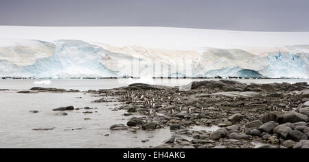 Antarktis, Goudier-Insel, Port Lockroy, Gentoo Pinguine unter Felsenküste, Panorama Stockfoto