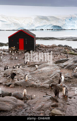 Antarktis, Basis Goudier-Insel, Port Lockroy, Gentoo Pinguine unter Briten Gebäude Stockfoto