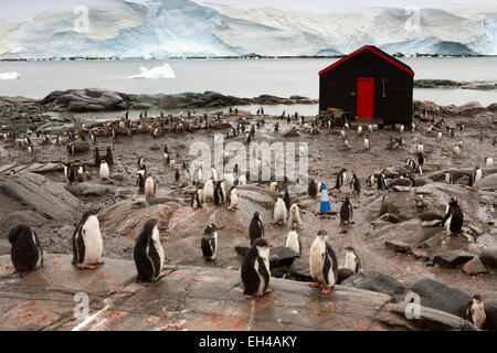 Antarktis, Basis Goudier-Insel, Port Lockroy, Gentoo Pinguine unter Briten Gebäude Stockfoto