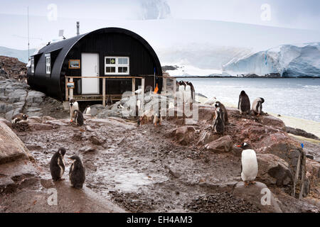 Antarktis, Basis Goudier-Insel, Port Lockroy, Gentoo Pinguine vor britischen Nissen Hütte Stockfoto