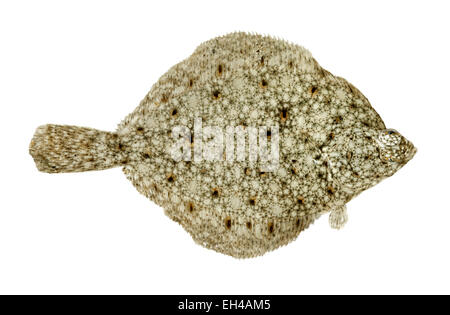 Scholle - Pleuronectes platessa Stockfoto
