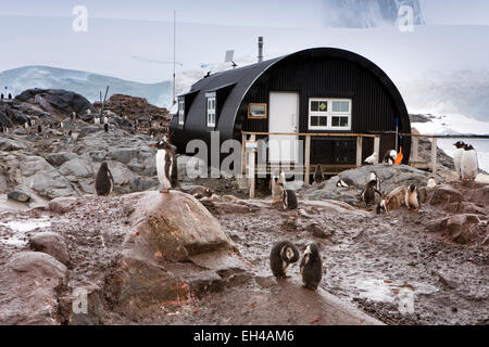 Antarktis, Basis Goudier-Insel, Port Lockroy, Gentoo Pinguine vor britischen Nissen Hütte Stockfoto