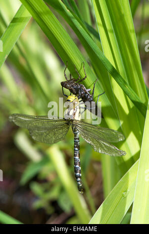 Südlichen Hawker oder blaue Darner Libelle (Aeshna Cyanea) entstehende Nymphe Stockfoto