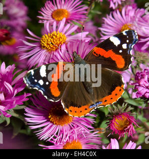 Schmetterling (Vanessa Atalanta) auf rosa Blüten (Aster Novi-Belgien) quadratisch Stockfoto