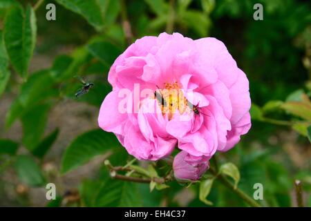 Frankreich, Alpes Maritimes, Mouans-Sartoux rund um Grasse, Gärten des Musée International Parfüm (Jardins du MusΘe International De La Parfumerie), Centifolia rose Stockfoto