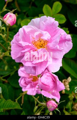 Frankreich, Alpes Maritimes, Mouans-Sartoux rund um Grasse, Gärten des Musée International Parfüm (Jardins du MusΘe International De La Parfumerie), Centifolia rose Stockfoto