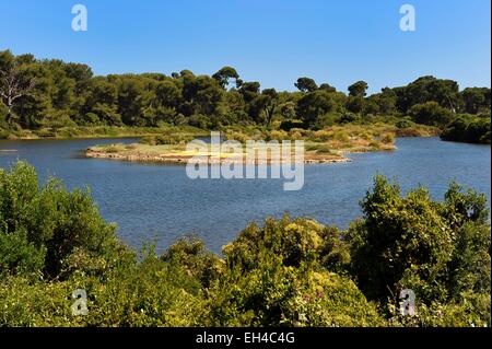 Frankreich, Alpes Maritimes, Lerins Inseln, Insel Sainte-Marguerite, Domanial biologischen Reservat, Bateguier Teich Stockfoto